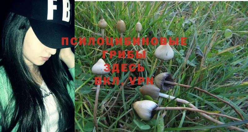 Галлюциногенные грибы Psilocybine cubensis  Гагарин 